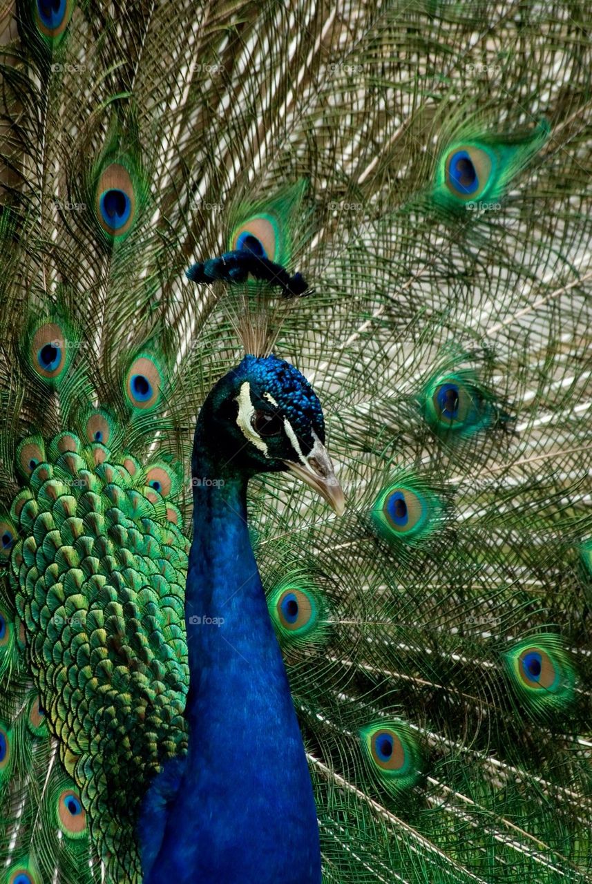 Peacock 1