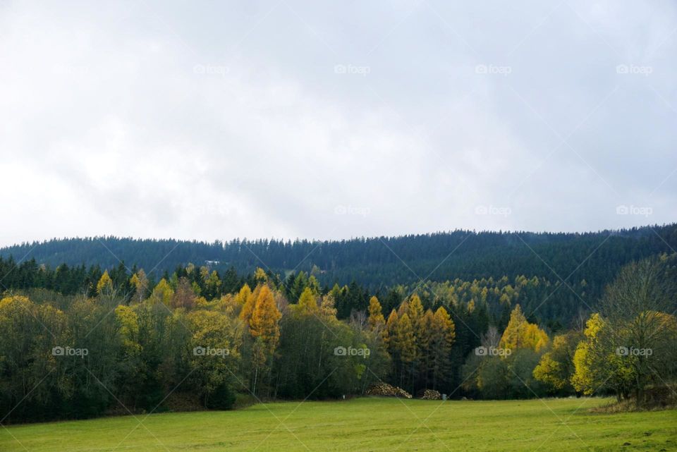 Forest#view#trees#autumn