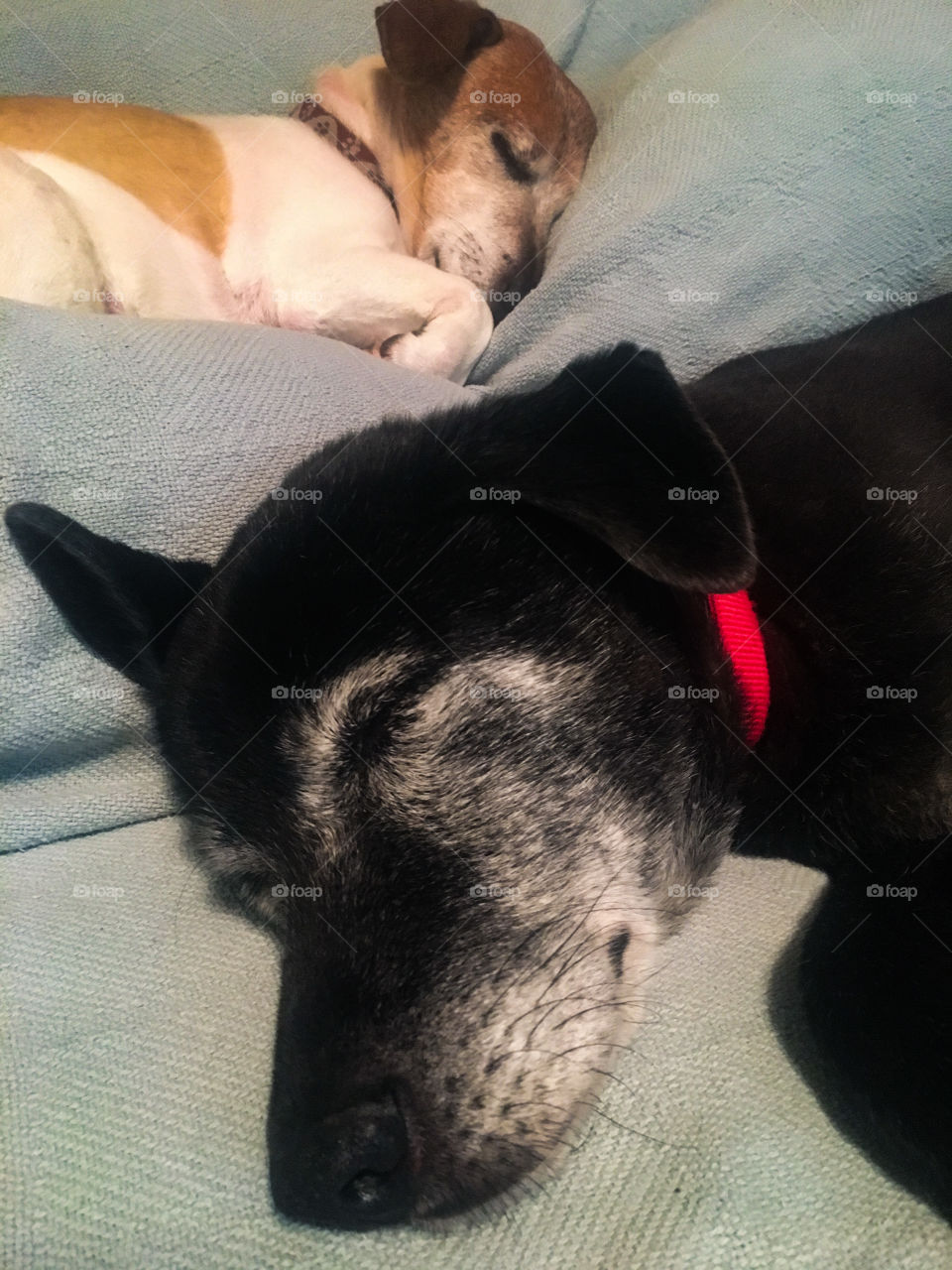 Thirteen year-old brothers from different mothers sharing the sleeping space. Black Labrador or Lab (Ace) and a brown and white Jack Russell Terrier (Bean). 