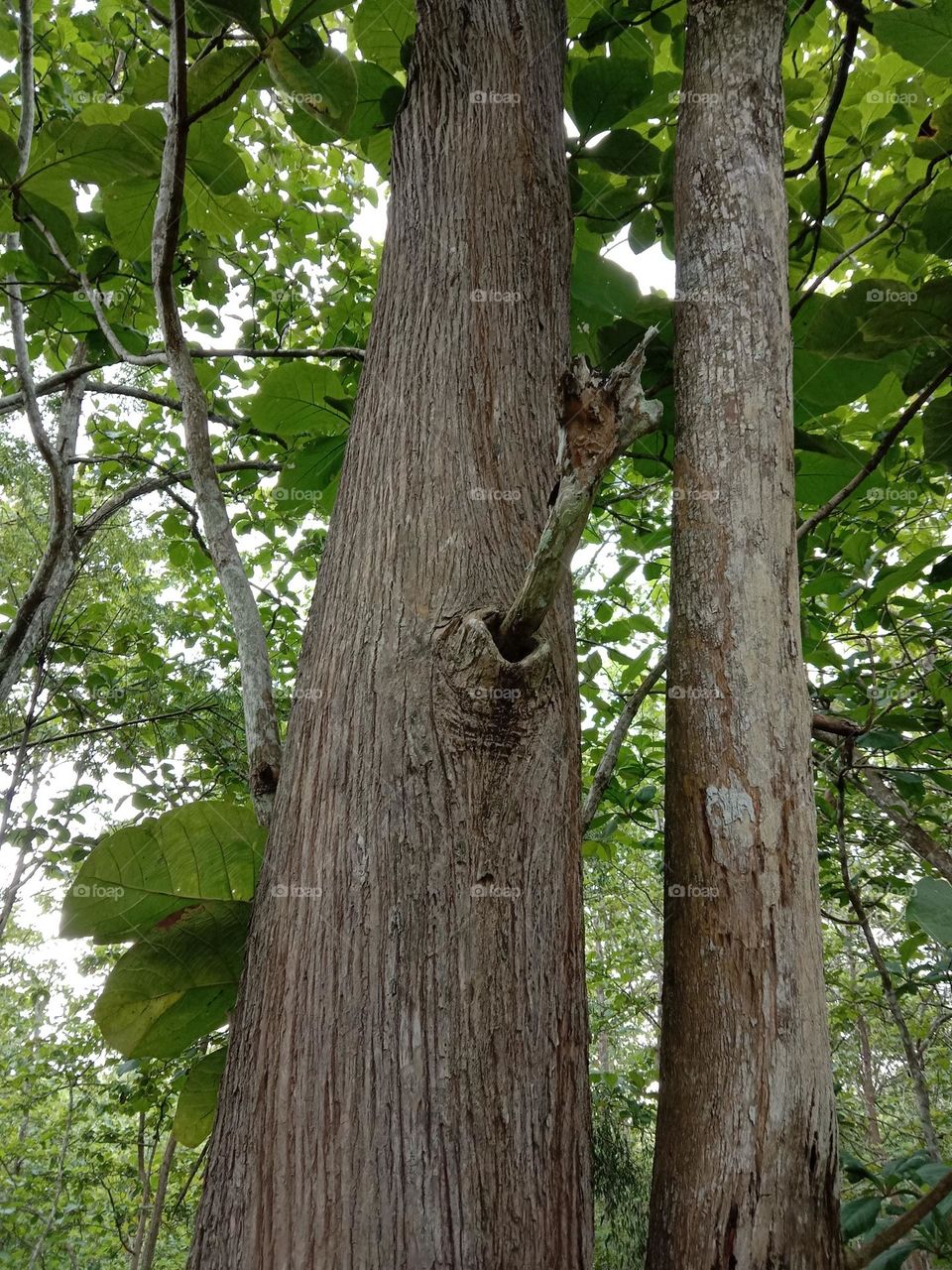 green background. natural photography, tree. forest.