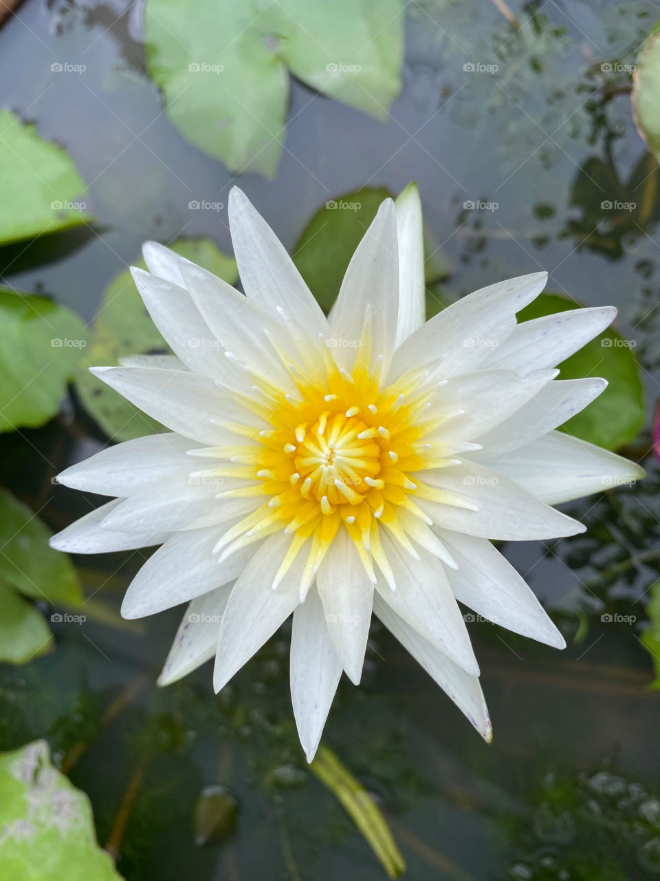 Lotus