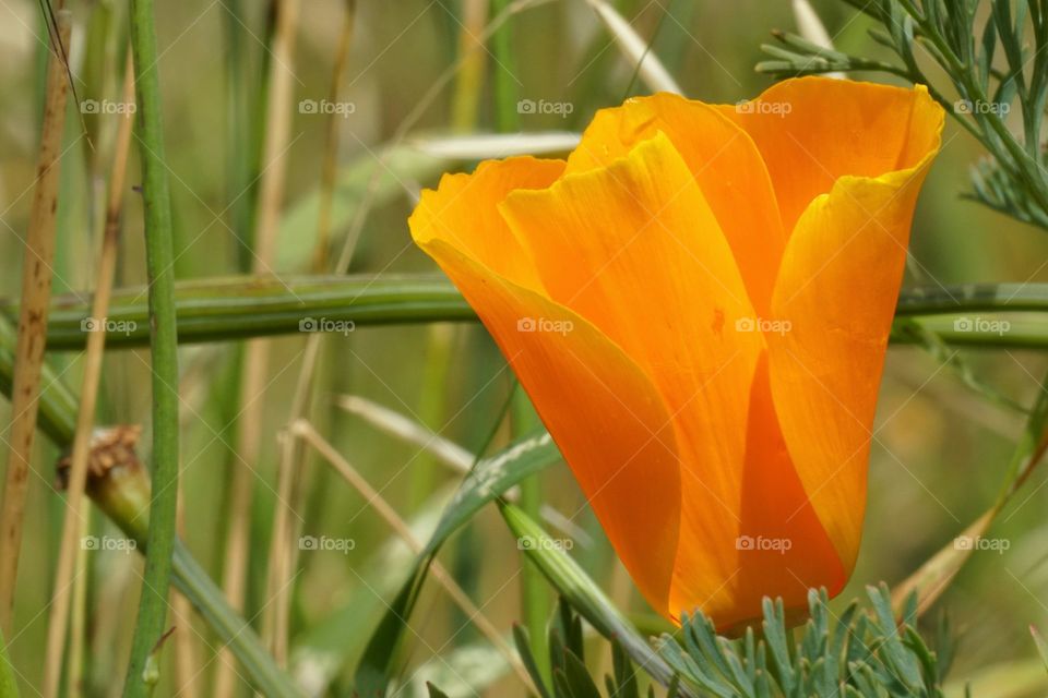 Orange Flower