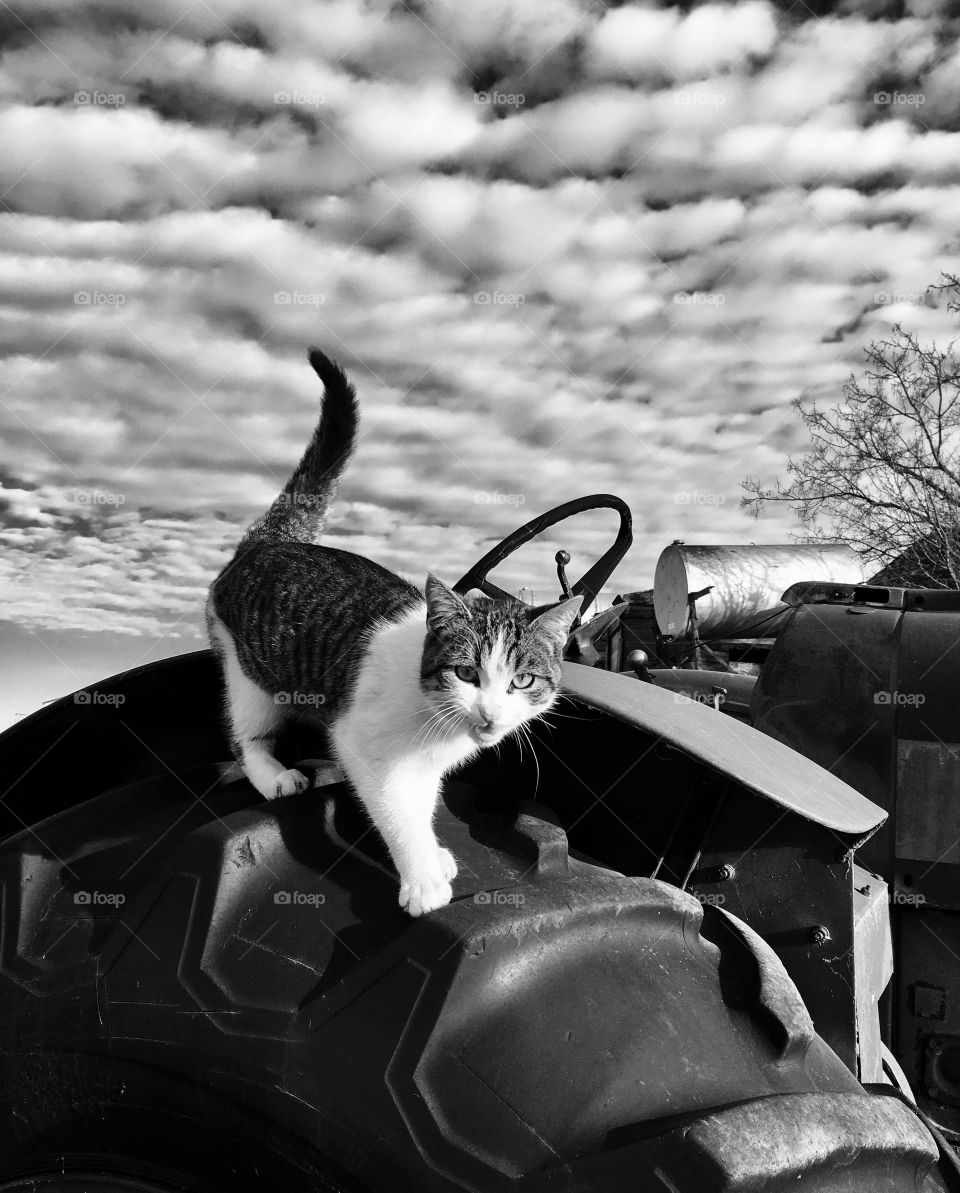 Farm cat