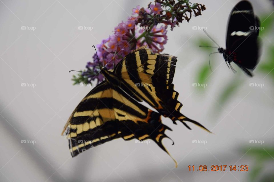 butterfly