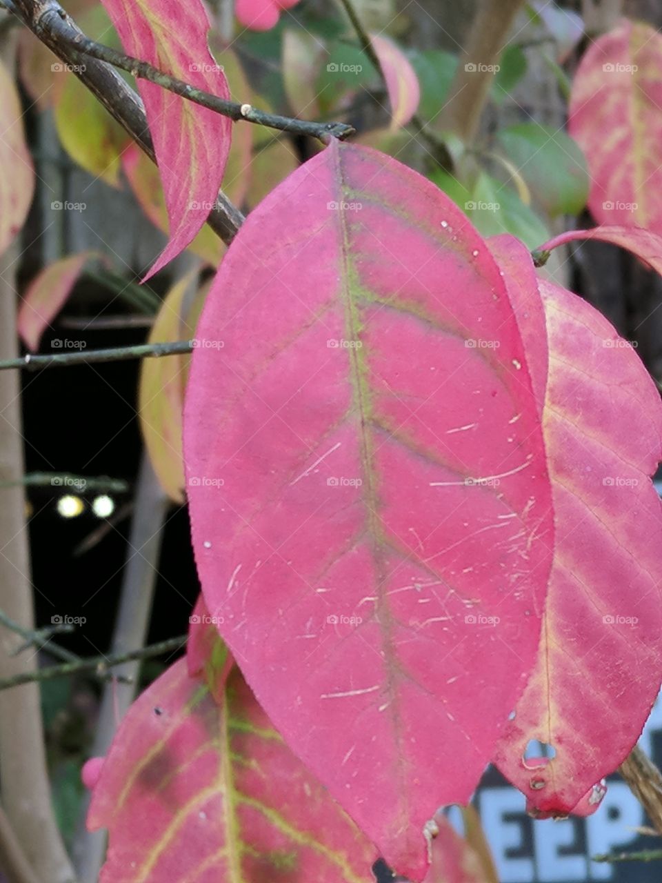 red leaf