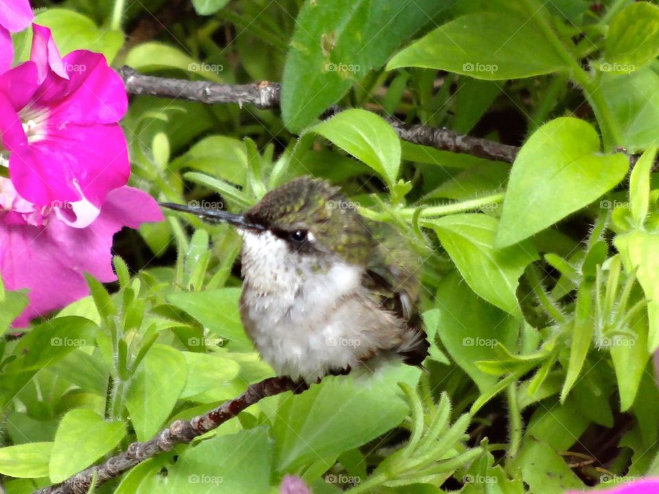 Baby Humming Bird