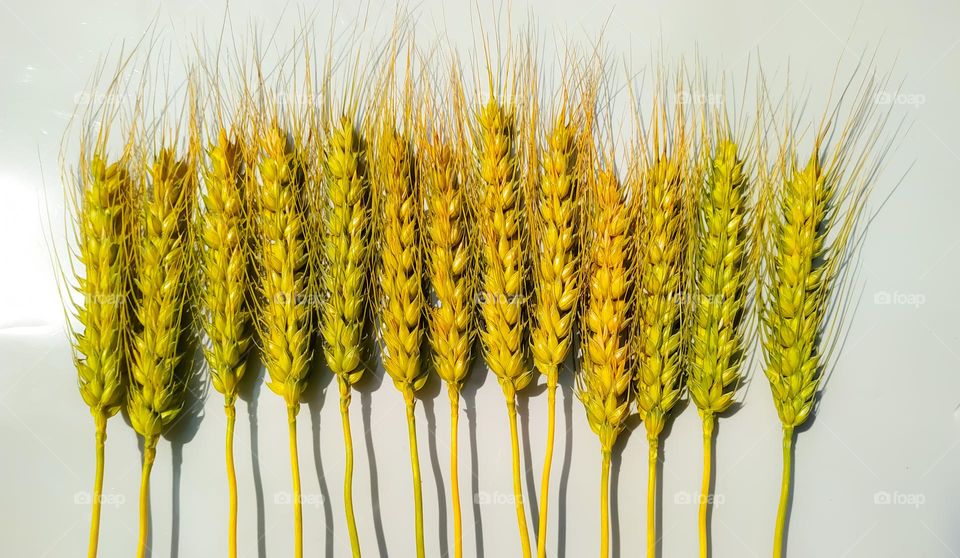 wheat ears isolated on white background with clipping path