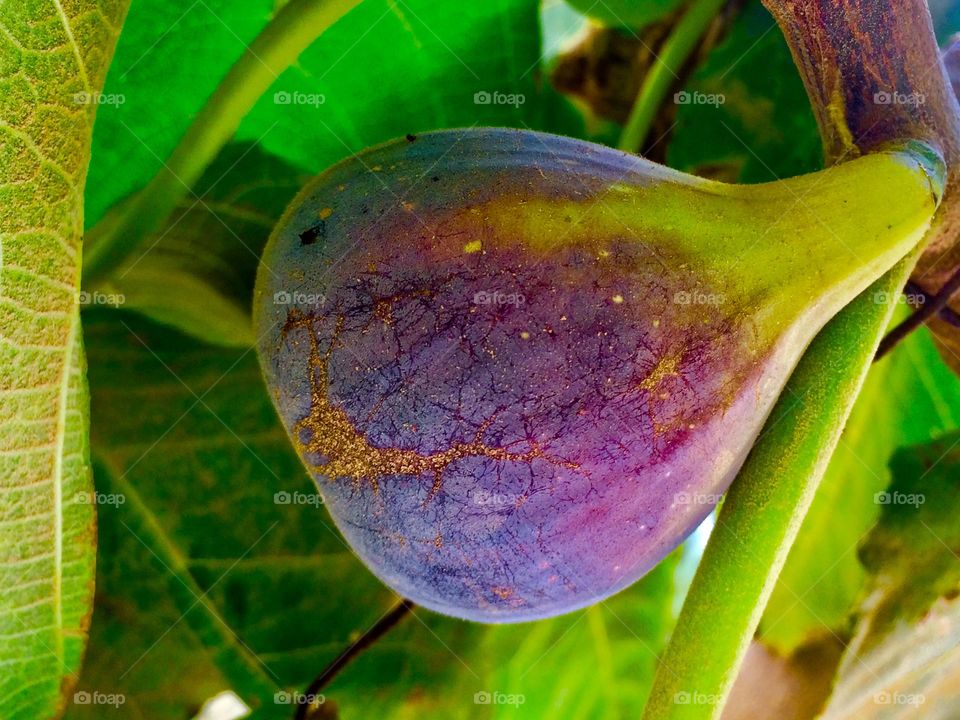Delicious mushy fig