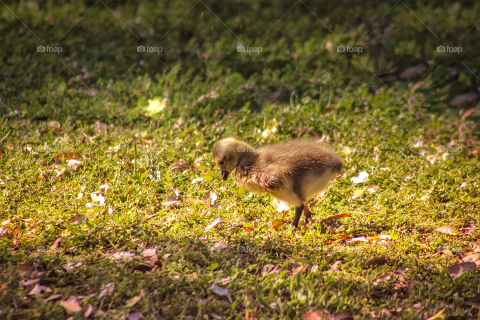 sad duck