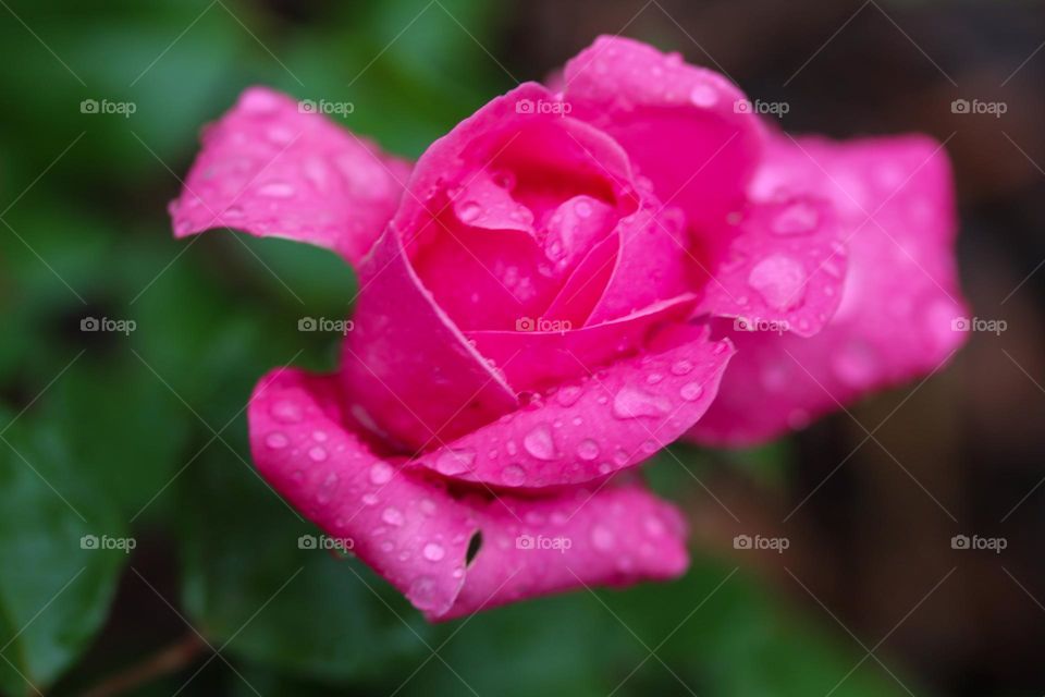 Rose at the raining