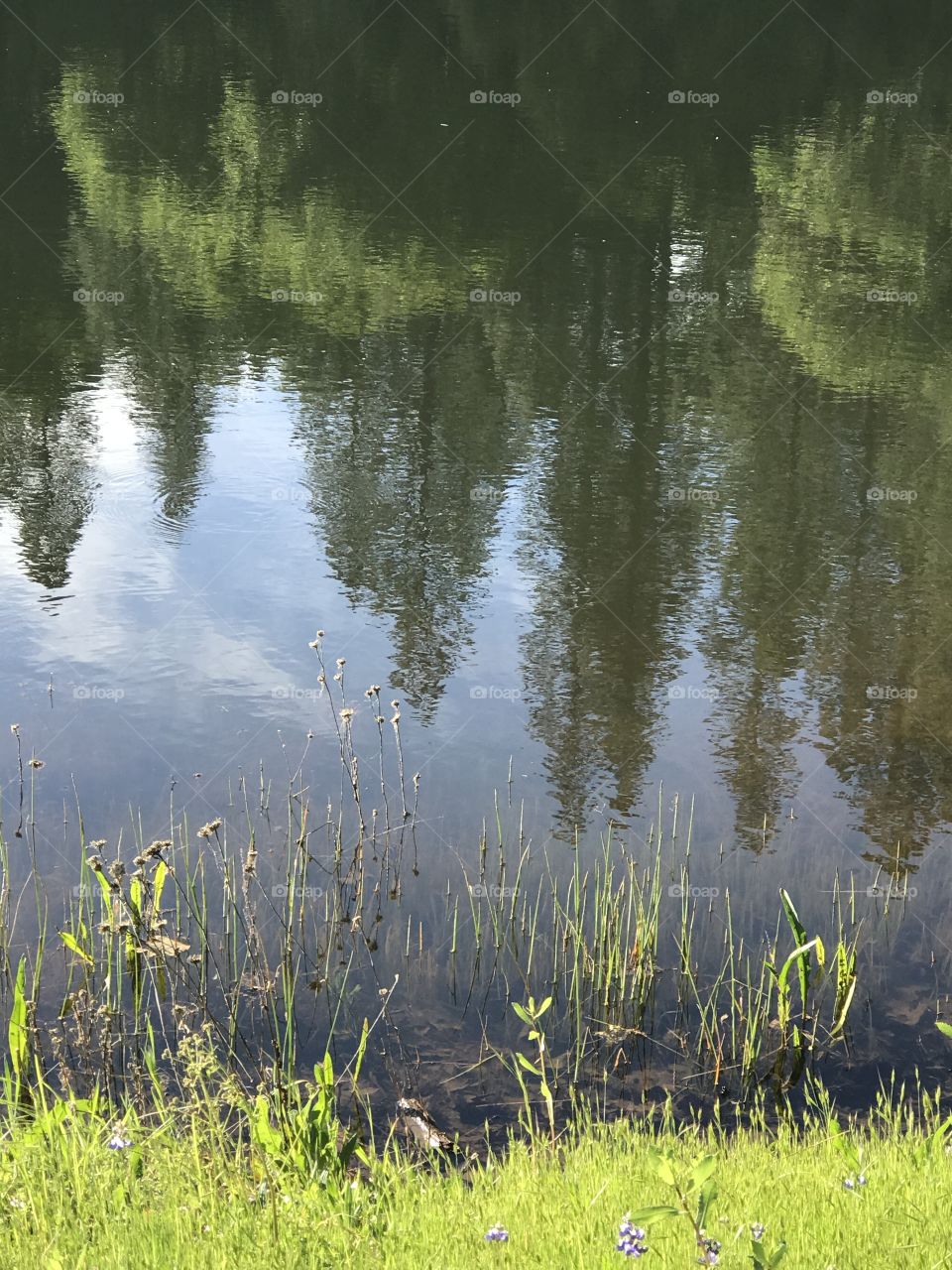 Pond scene looks like impressionistic painting 
