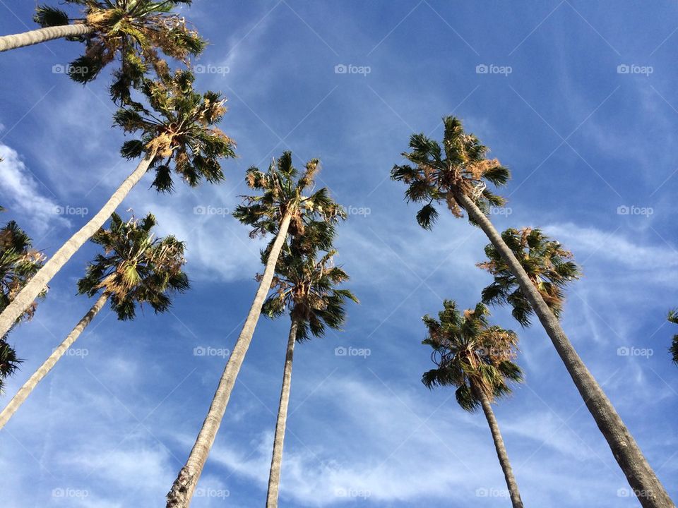 Palm trees 