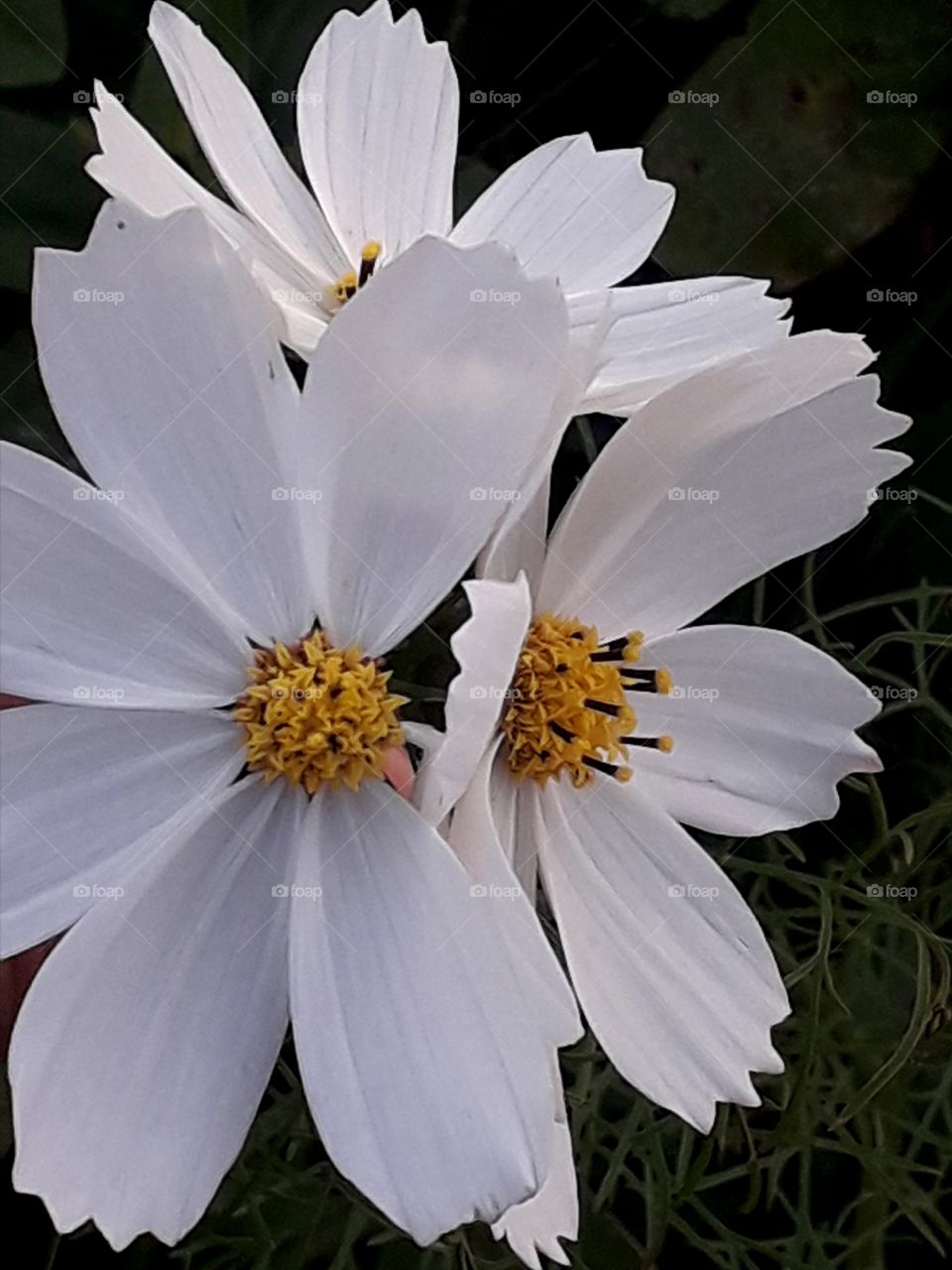 Tripled white flowers