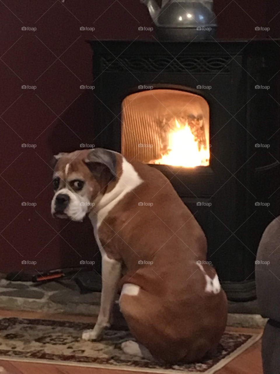 Boxer dog keeping warm 