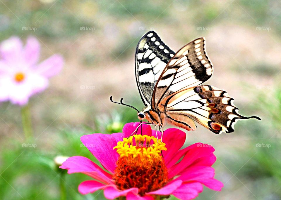 Butterfly, close up