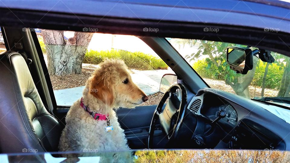 Cute dog behind the car wheel
