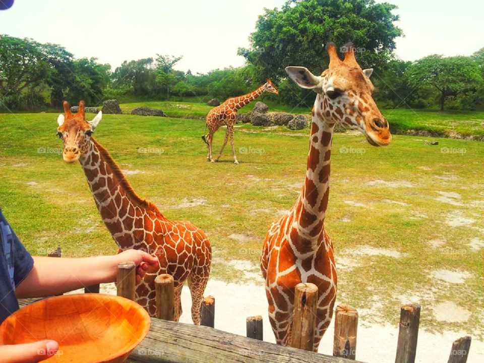 giraffes. at the Miami zoo