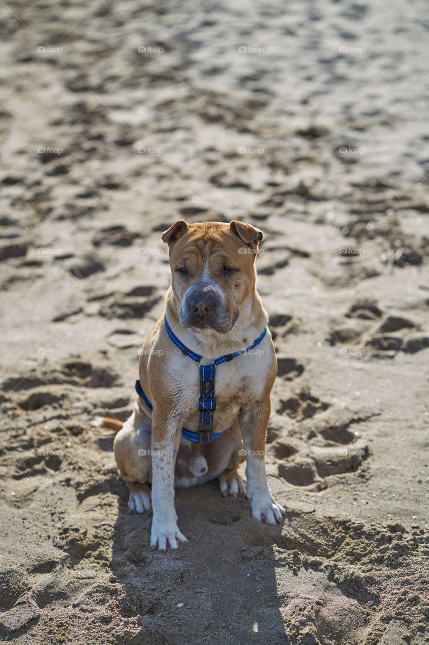 Dog on beach