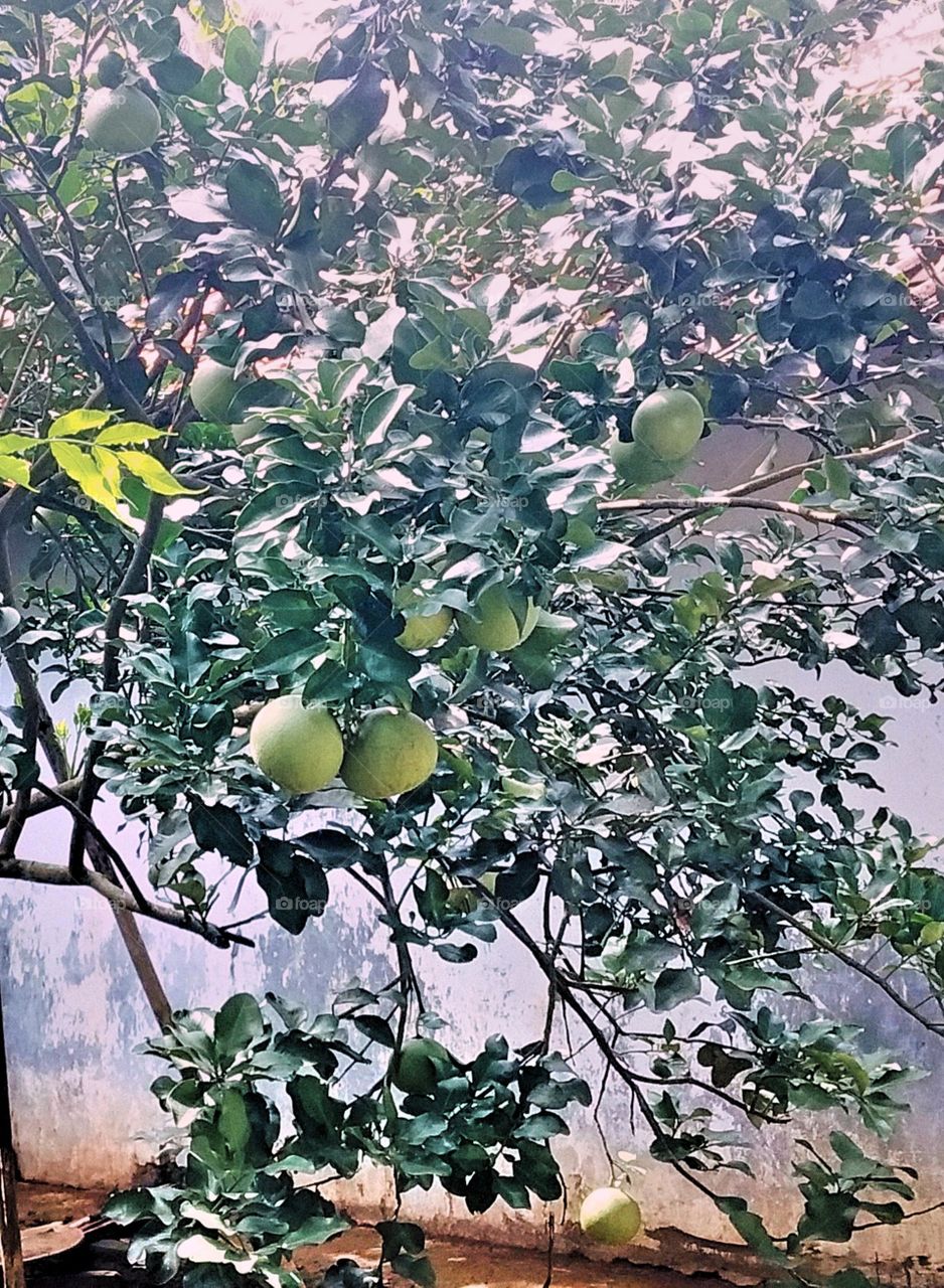citrus trees in the garden beside the house