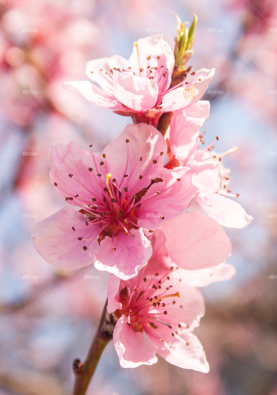 Cherry blossom beautiful spring season sakura pink tree branch