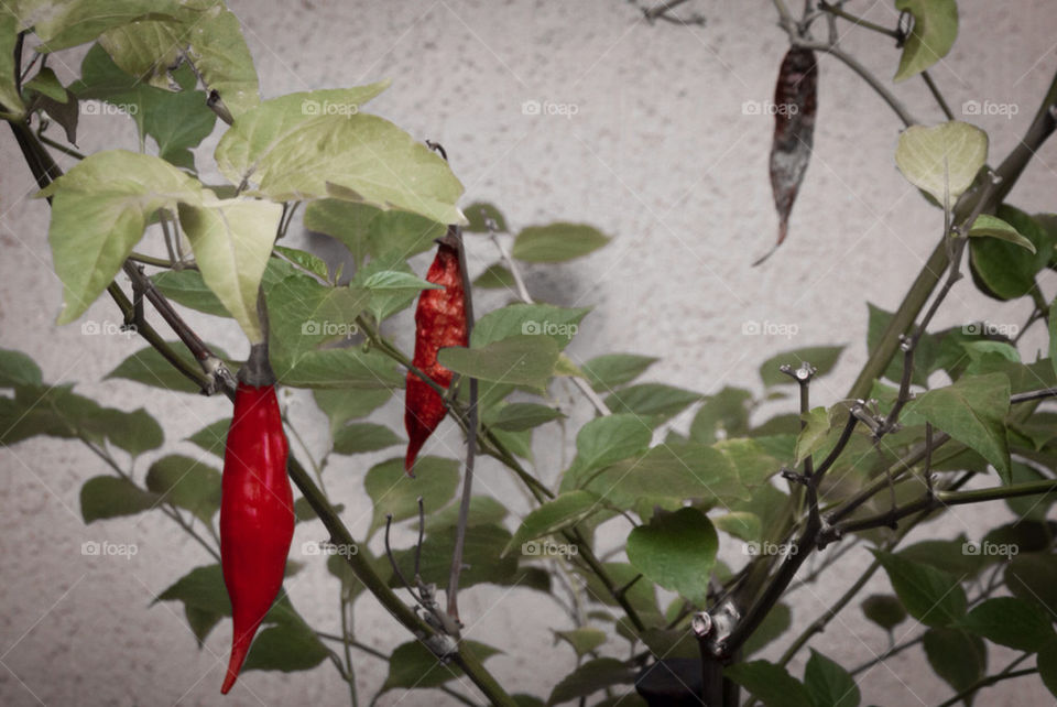 nature red pepper aging by arthurmb