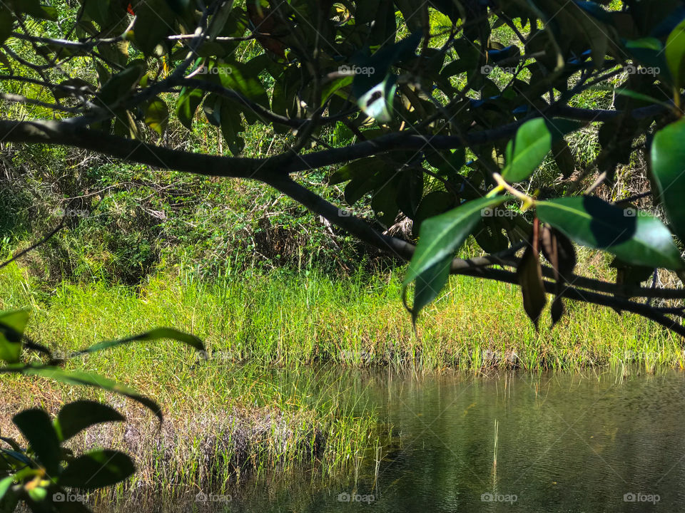 Rio na aldeia tibá em cumuruxatiba Bahia Brasil 🇧🇷