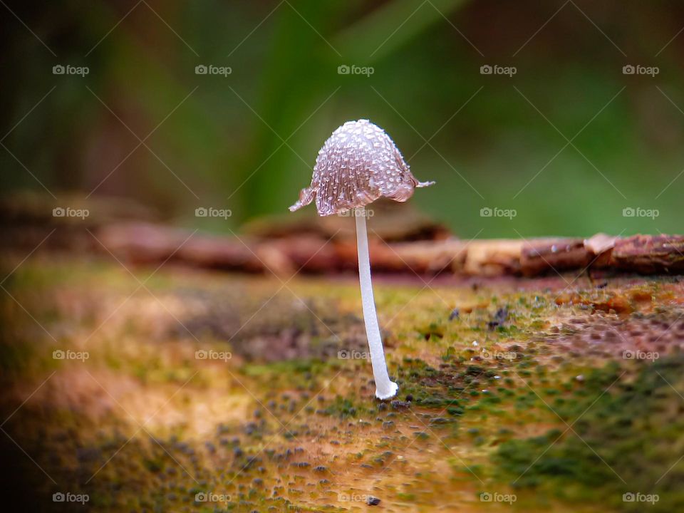 Close up of a fungus-like plant growing on a tree trunk.