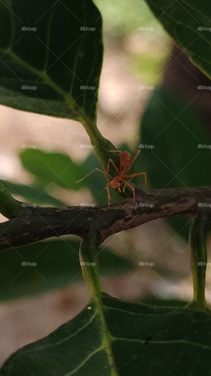 closeup shot of fire Ant looking into the camera