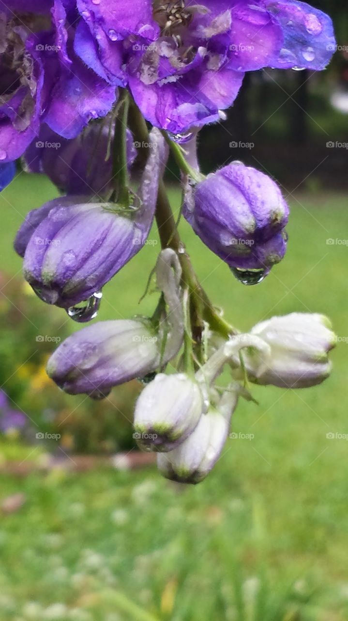 purple blooms with dew