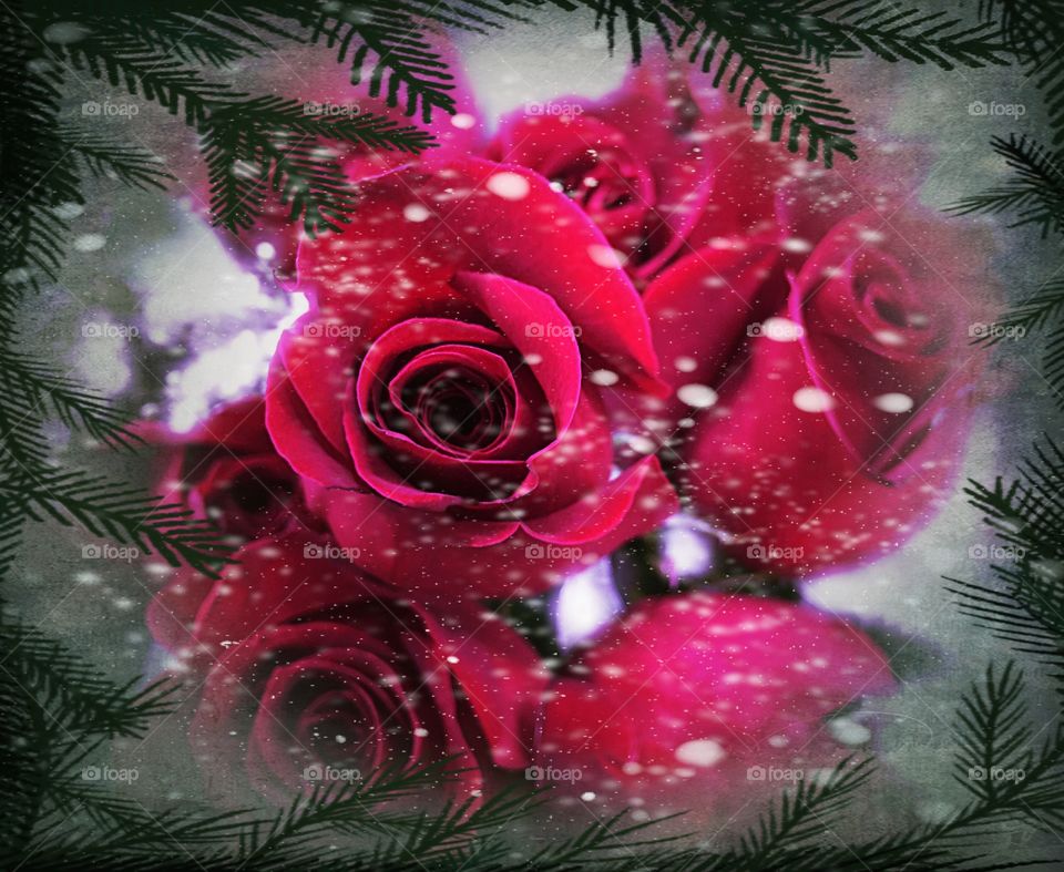 Snow and Roses
