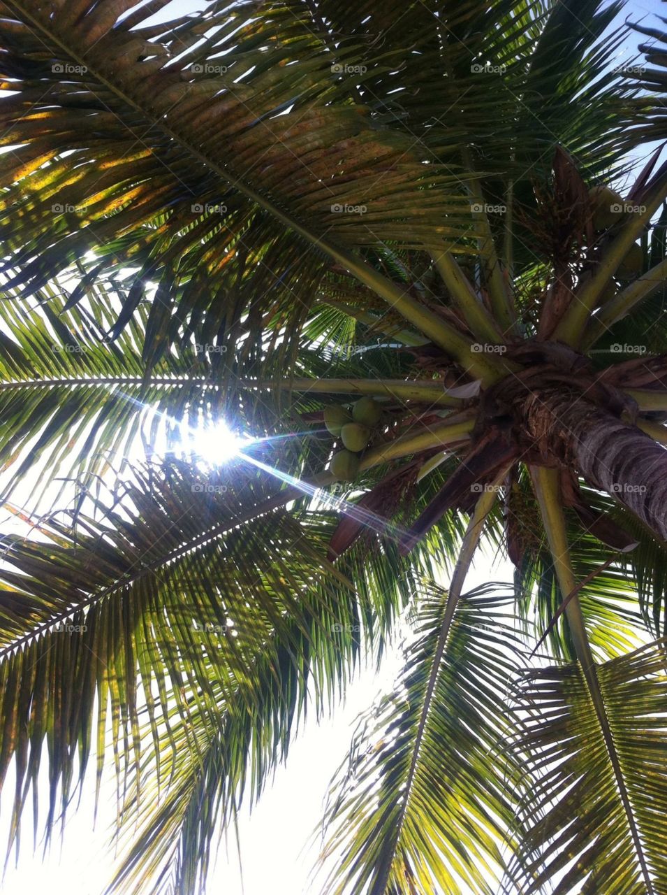 Sunlight Palm Down