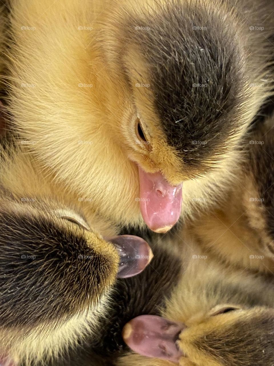 Beautiful ducklings 