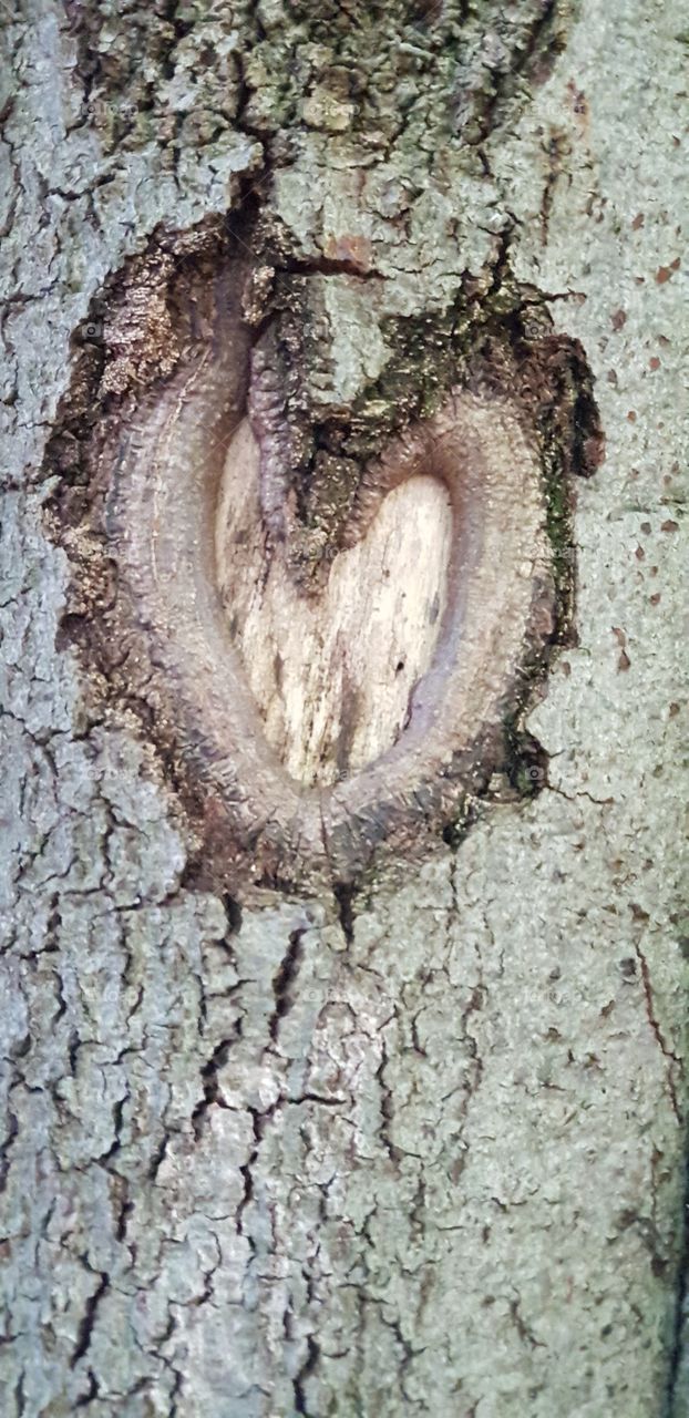 el corazon del arbol, heart of the tree