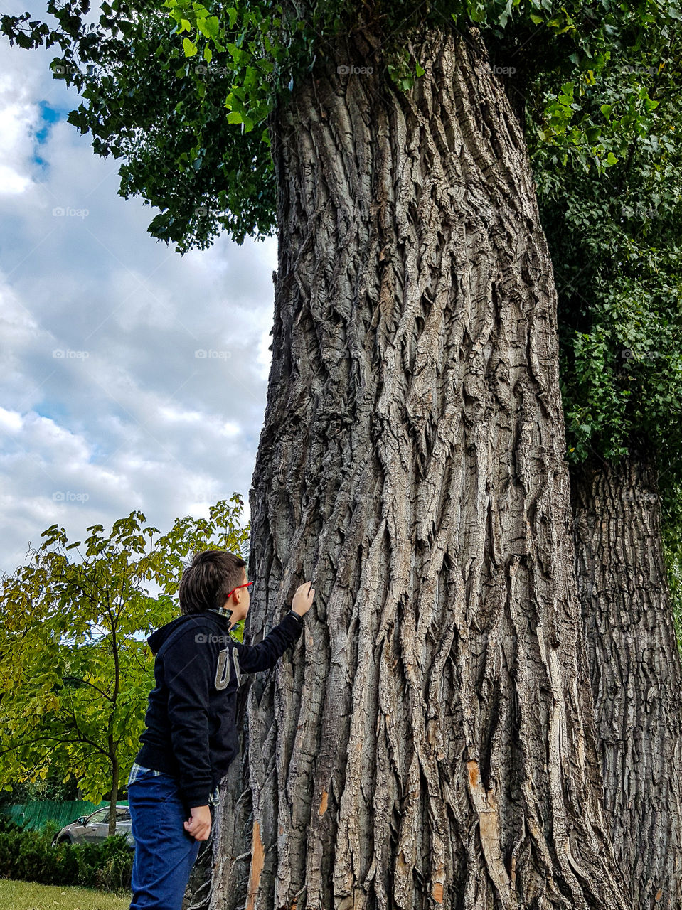 The child next to the huge trunk of a poplar tree looks up at the crown of the tree. The concept of caring for nature.