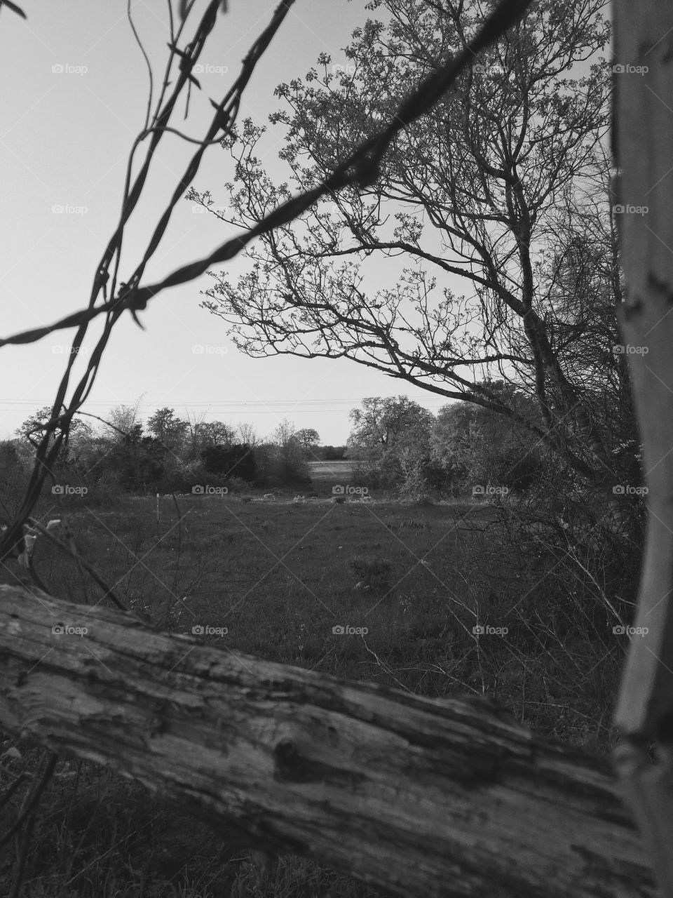 Black and white scenery