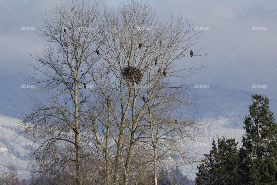 Eagles in a tree