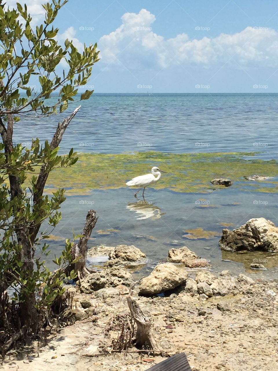 A little egret hunting in the Florida Keys.  