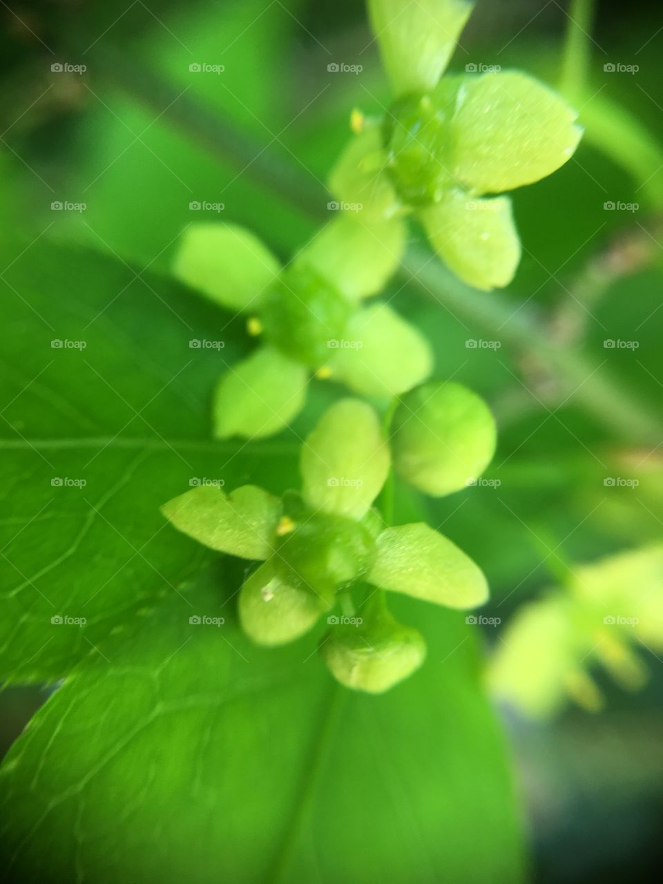 Closeup of tree fruit