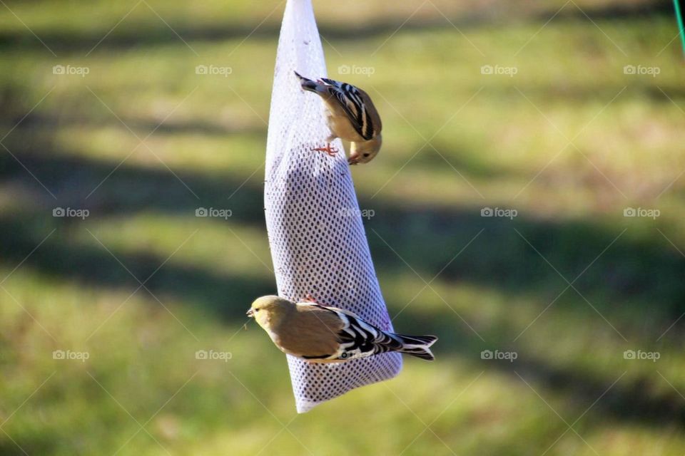 two goldfinch