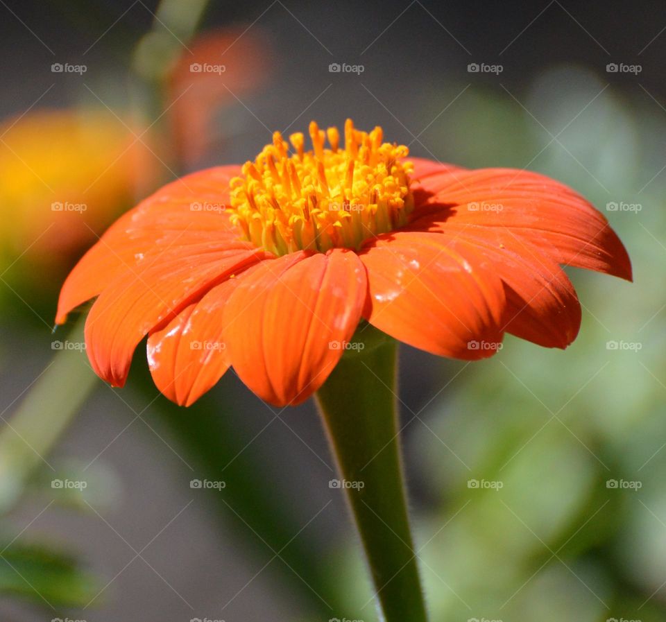 orange flower