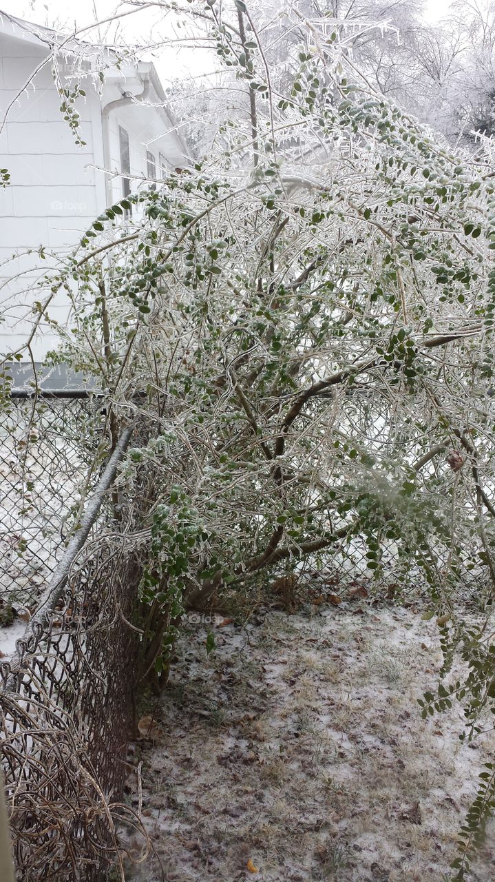 Ice covered bush. Thick ice covering bush after storm