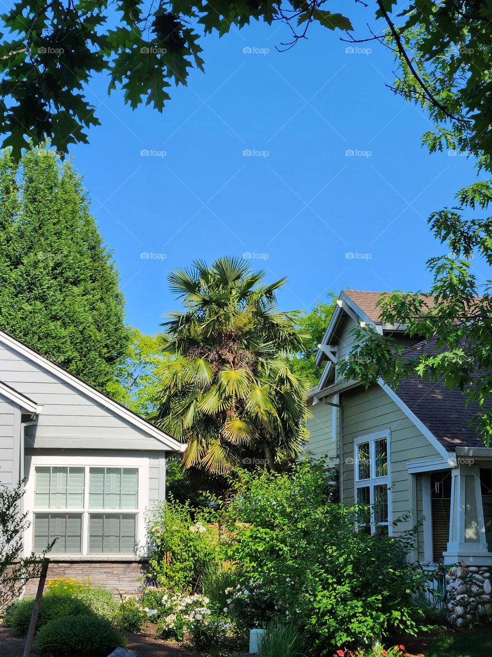 tropical palm tree between two houses in Oregon suburban neighborhood on a sunny blue sky day