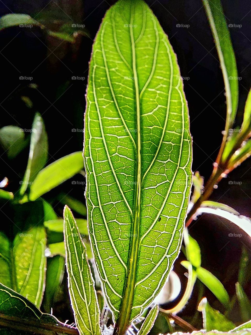 Learn character from trees, values from roots, and change from leaves....