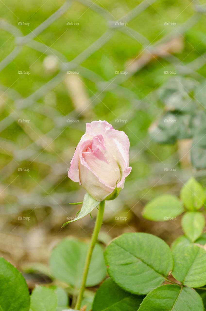 Pink Rose Bud