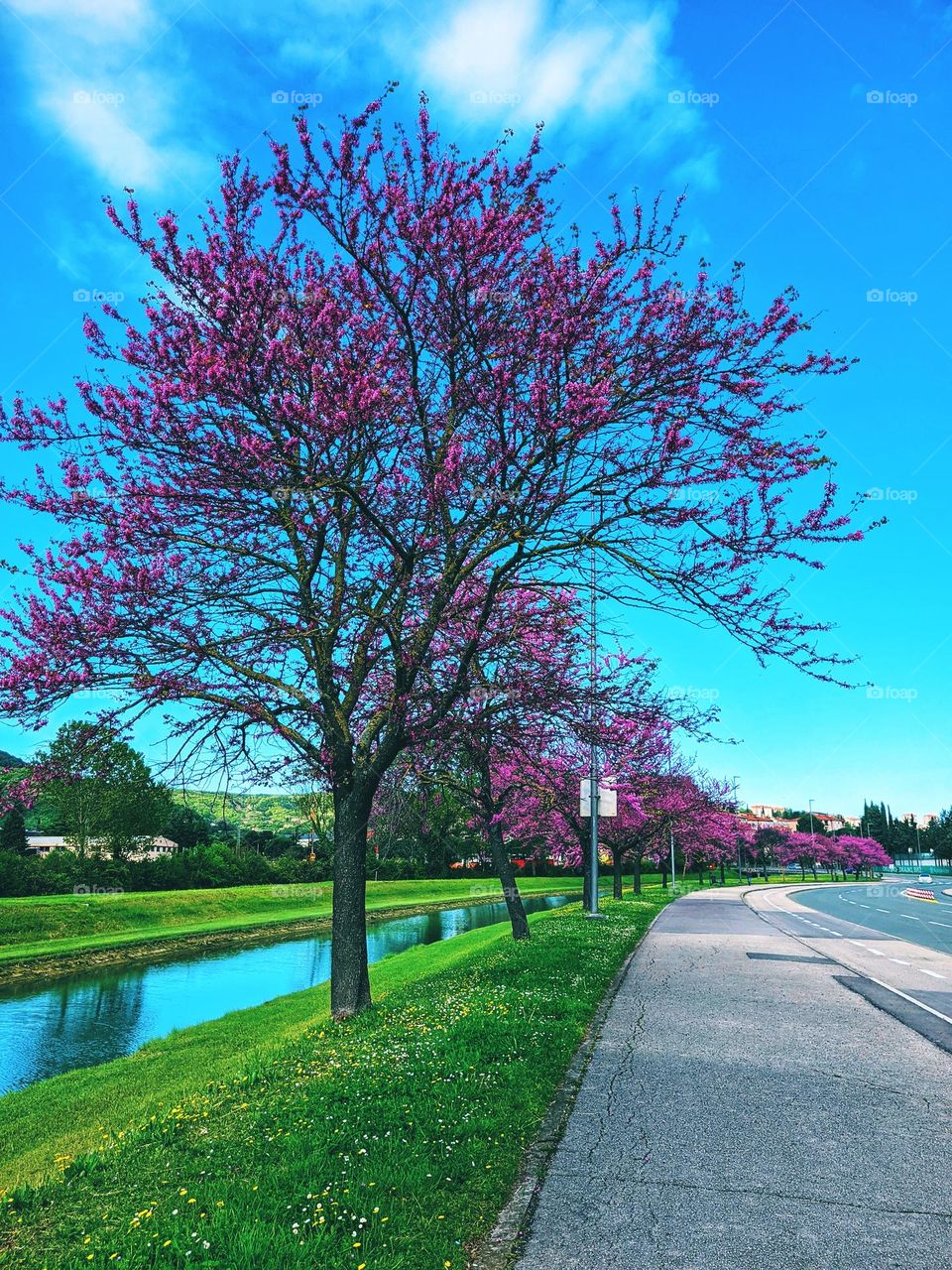 Top view of beautiful blooming pink flowers in tree brancn in spring. natural park close up