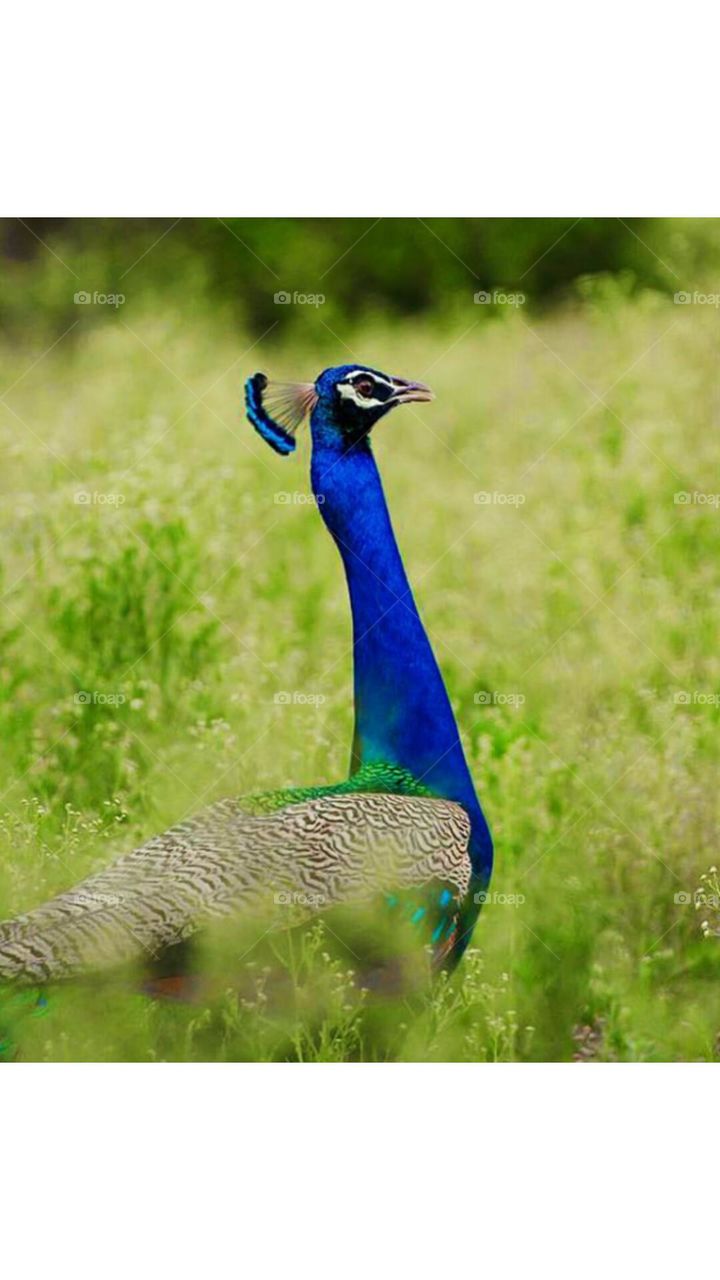 peacock