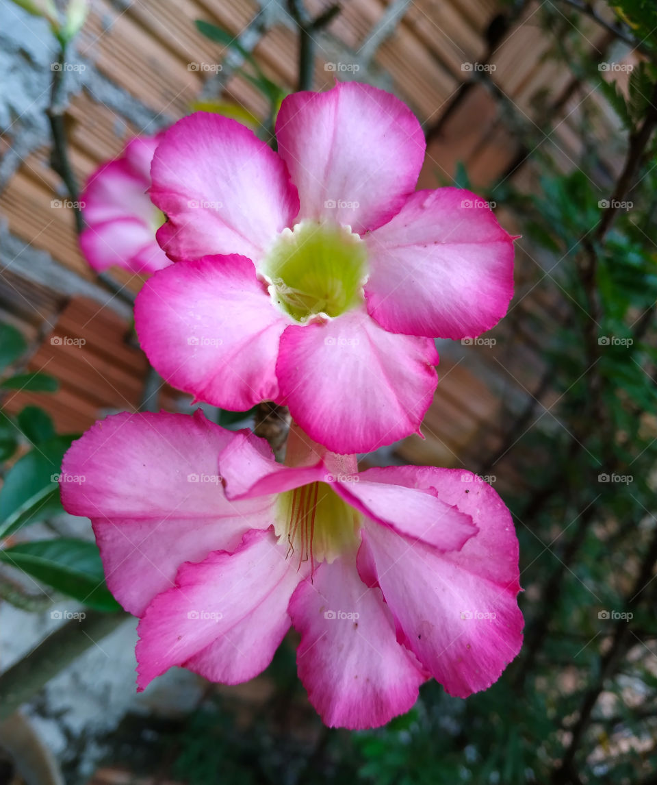 Rosa do Deserto (Adenium obesum).