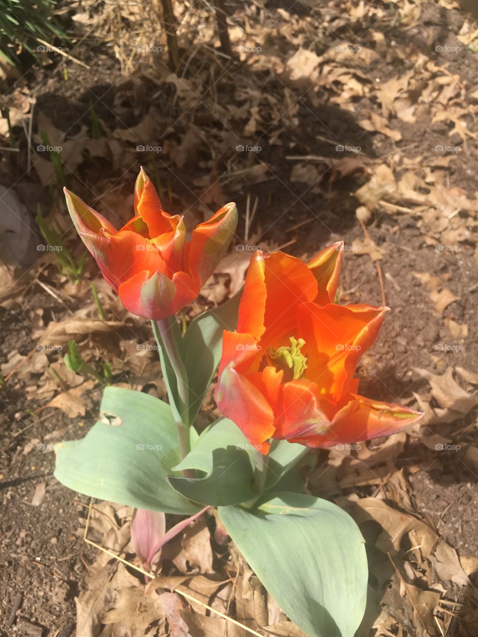 orange and yellow opened tulips with dirt background