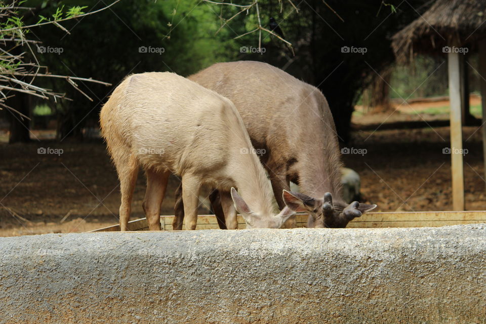 A pair of Samber deer