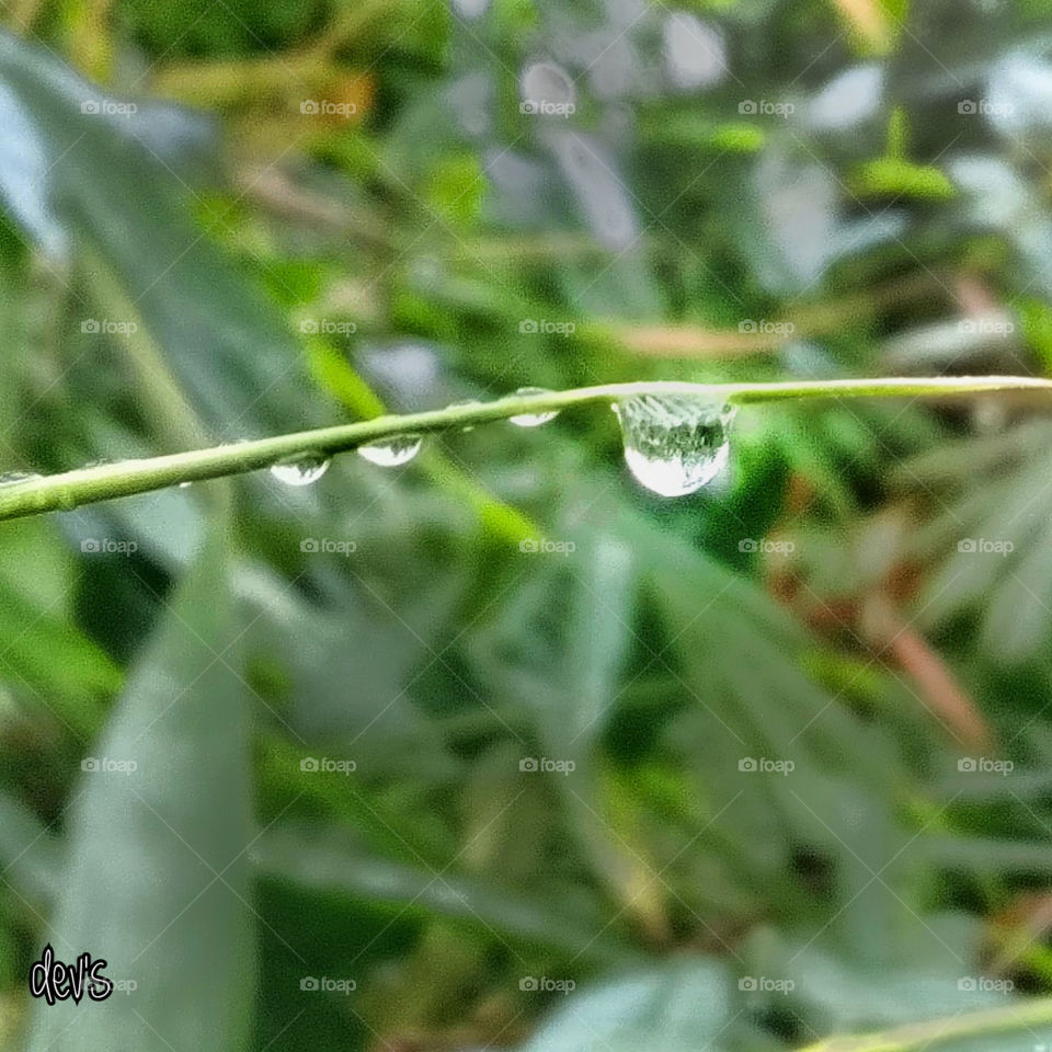 A group of winds whispering between a pair of pigeons and a mystical song of rain drops during the engagement of flowers and butterflies